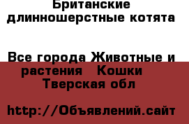 Британские длинношерстные котята - Все города Животные и растения » Кошки   . Тверская обл.